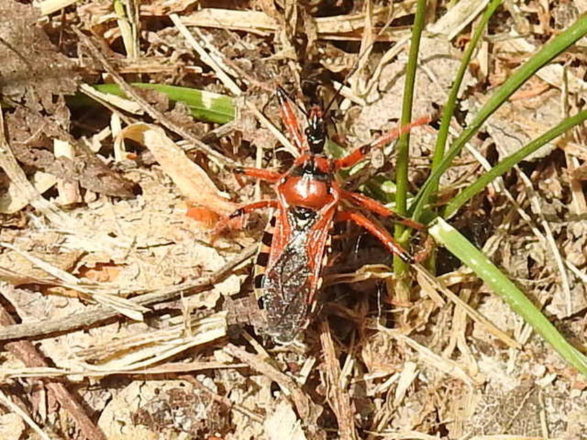 Rhynocoris iracundus - közönséges gyilkospoloska