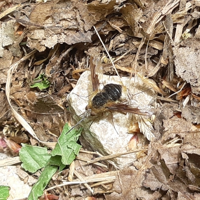 Bombylius major - szegélyes pöszörlégy