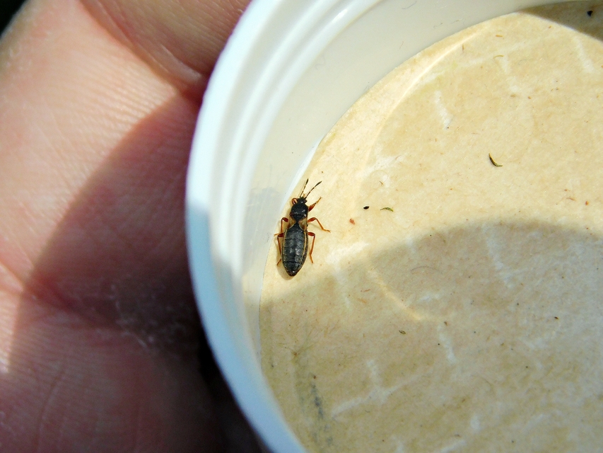 Dimorphopterus blissoides - keleti karcsúbodobács