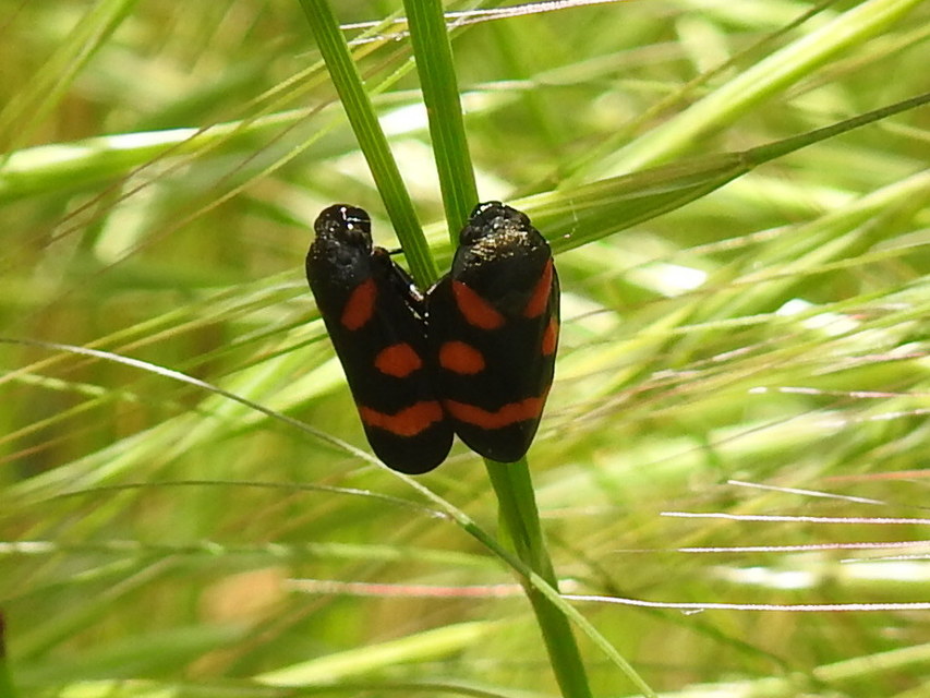Cercopis