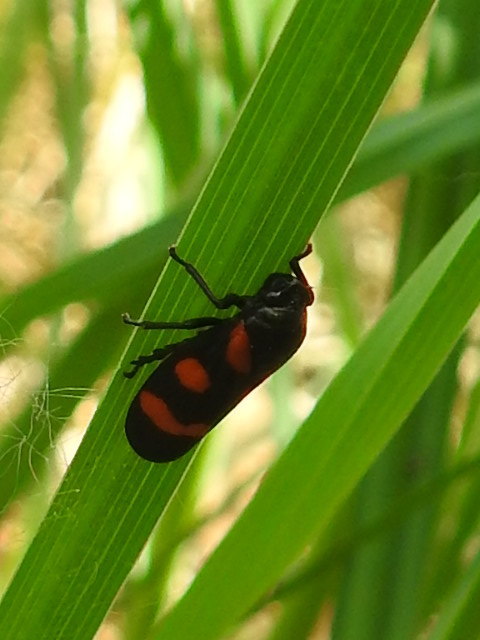 Cercopis