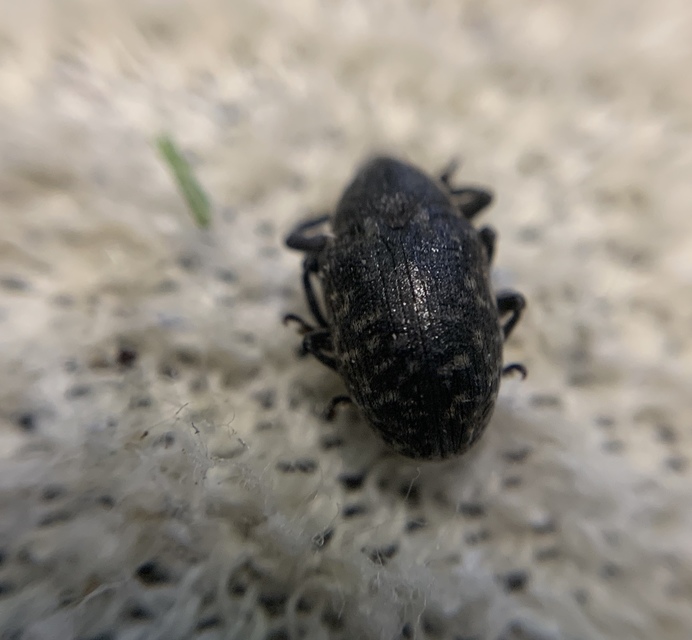Larinus turbinatus - kúposorrú púderbarkó