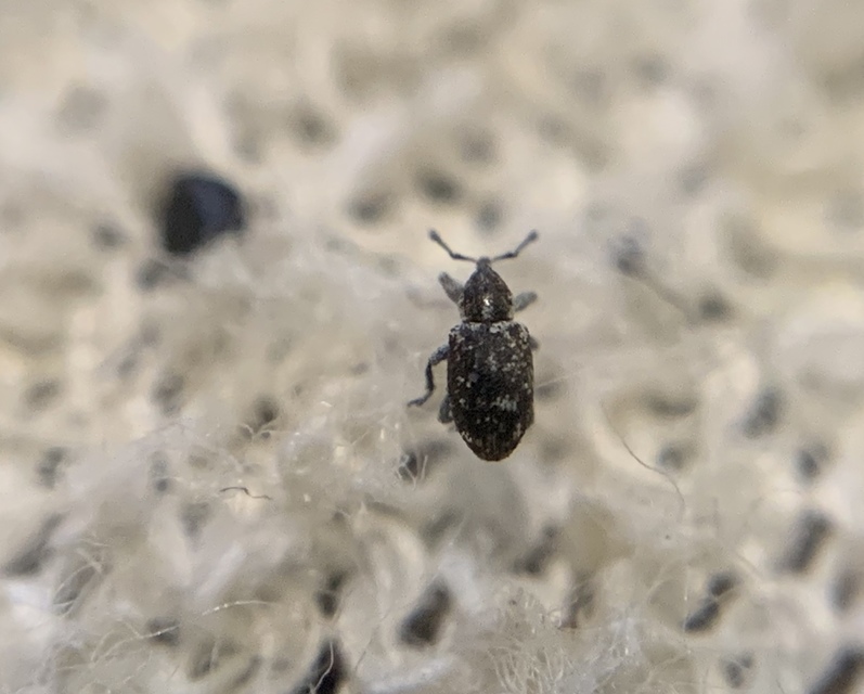 Smicronyx jungermanniae - közönséges arankaormányos