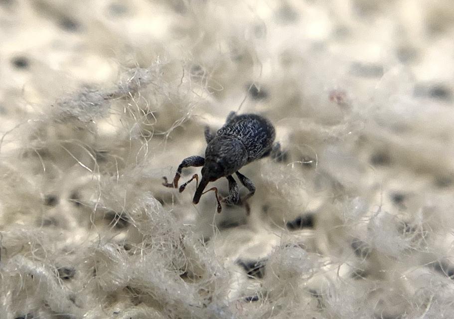 Tychius tibialis - fekete tímárormányos