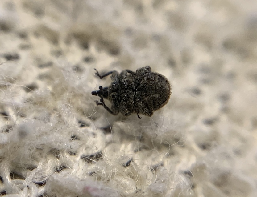 Rhinusa tetra - magtoklakó ökörfarkkóró-ormányos