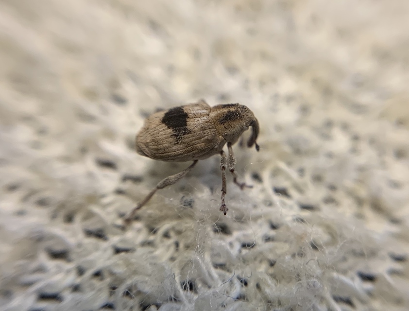 Tapinotus sellatus - díszes lizinkaormányos