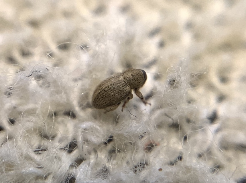 Tychius flavus - lucernamag-tímárormányos