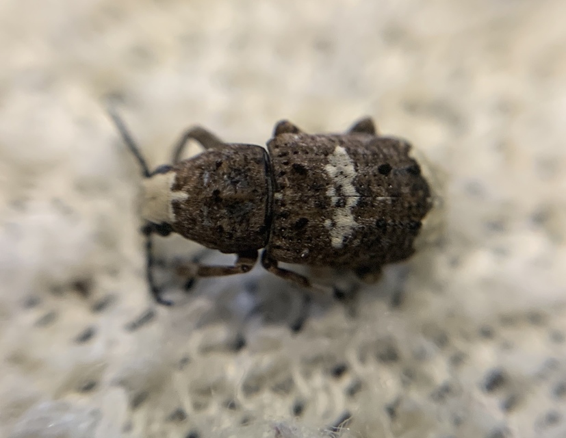 Platystomos albinus - nagybajuszú orrosbogár