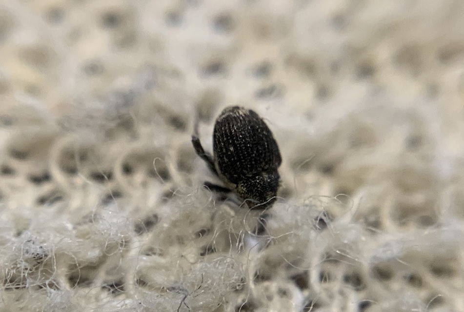 Nedyus quadrimaculatus - közönséges csalánormányos