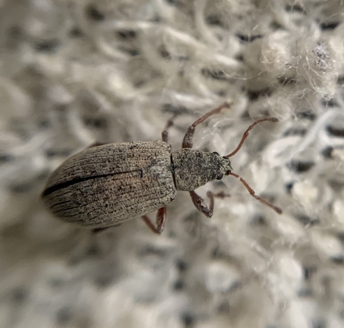 Phyllobius pallidus - tölgy-levélormányos