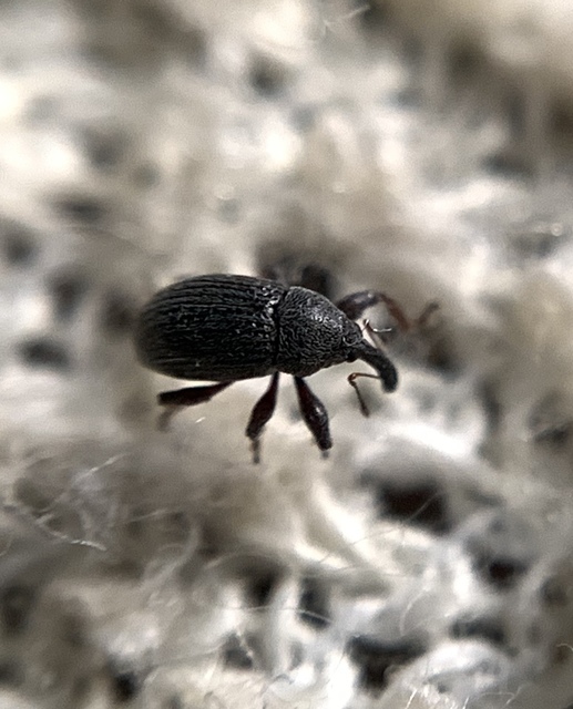 Anthonomus rubripes - pimpó-bimbólikasztó Anthonomus rubripes - pimpó-bimbólikasztó