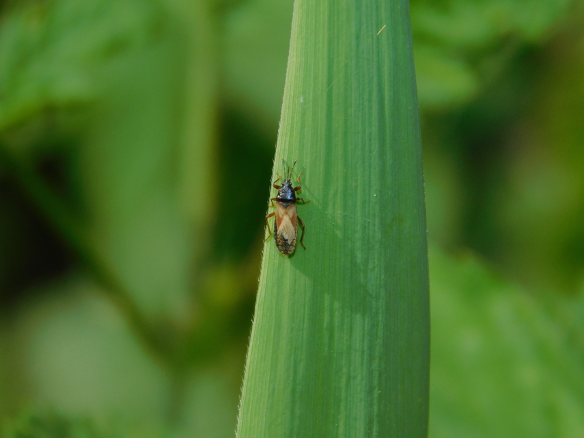 Dimorphopterus blissoides - keleti karcsúbodobács