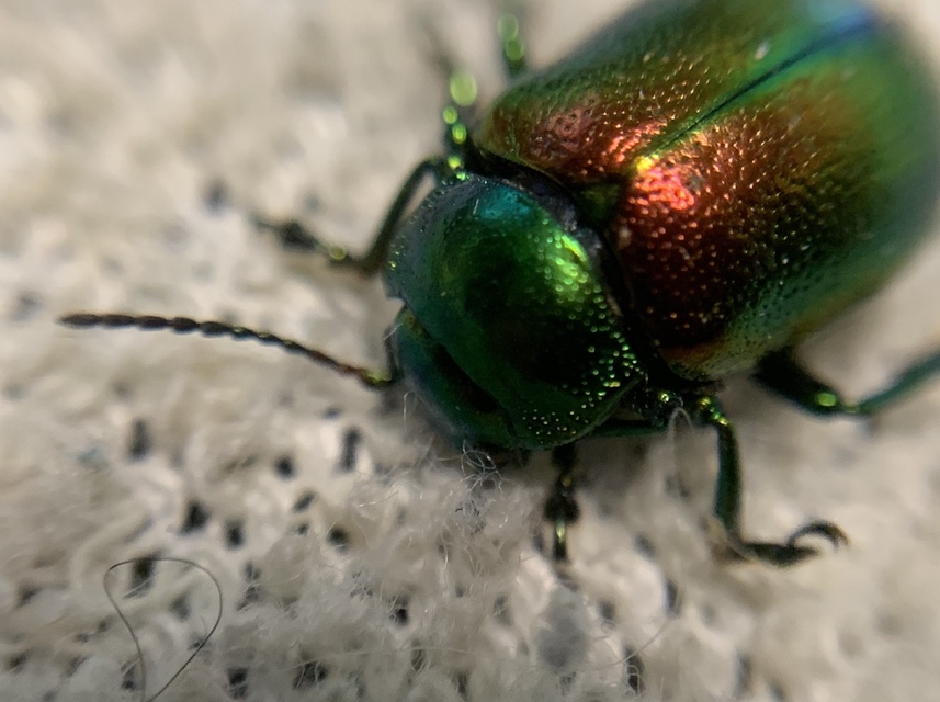 Chrysolina graminis - zöld varádicslevelész