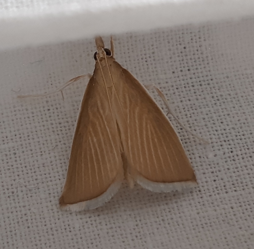 Sclerocona acutellus - hegyesszárnyú tűzmoly