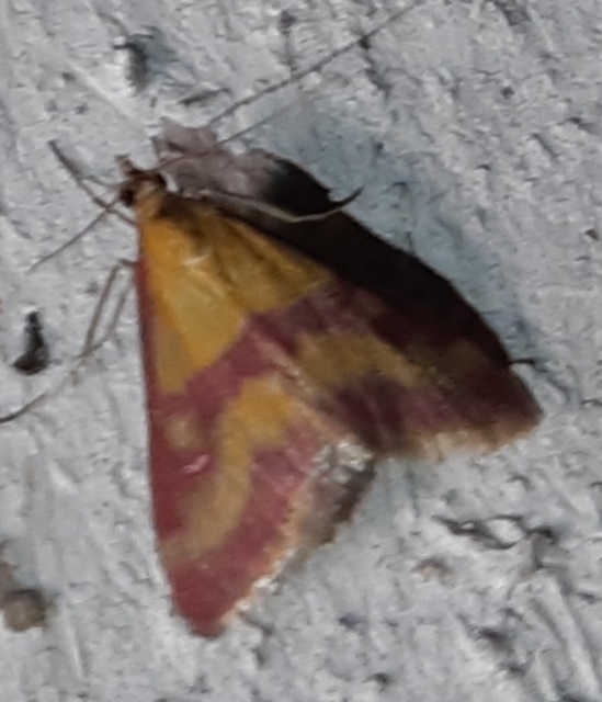 Pyrausta sanguinalis/virginalis