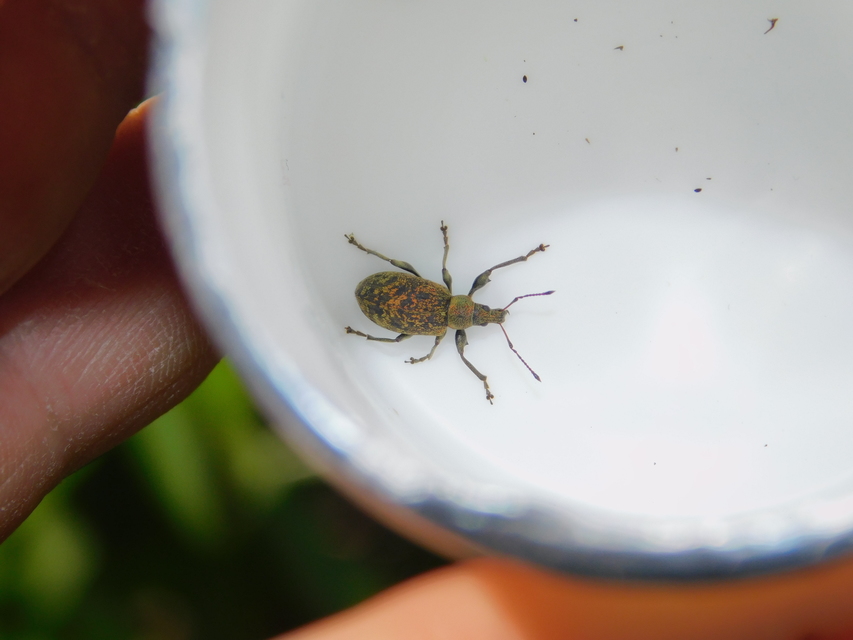 Phyllobius glaucus - éger-levélormányos Phyllobius glaucus - éger-levélormányos
