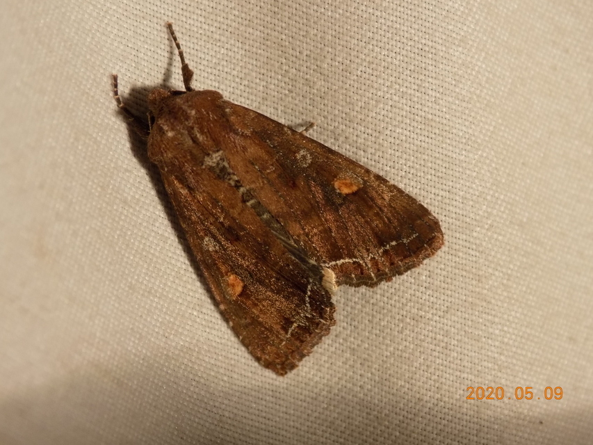 Lacanobia oleracea - saláta-kertibagoly