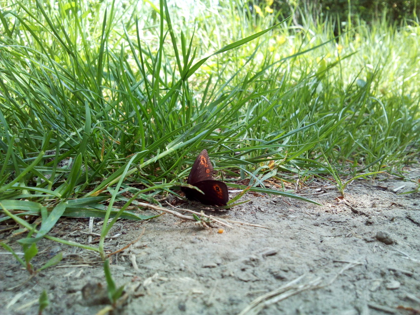 Erebia medusa - tavaszi szerecsenlepke