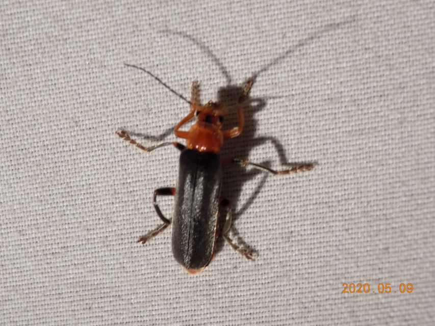 Cantharis livida - mezei lágybogár
