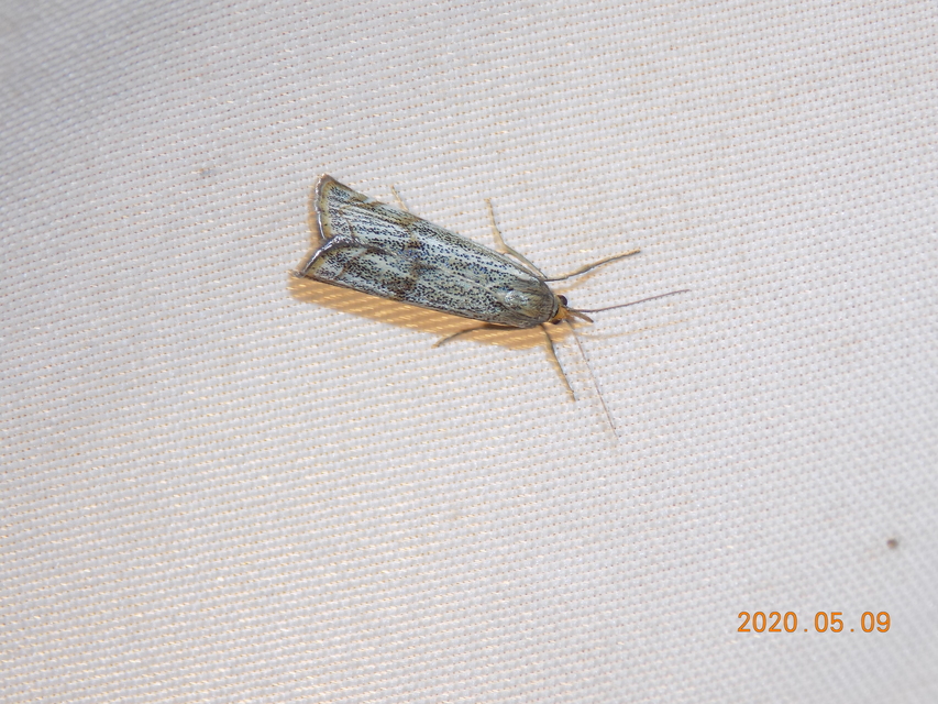 Thisanotia chrysonuchella - tavaszi fűgyökérmoly