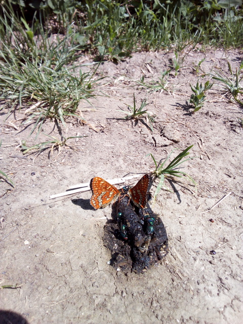 Euphydryas maturna - díszes tarkalepke