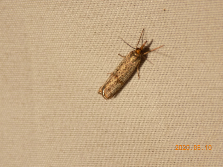 Thisanotia chrysonuchella - tavaszi fűgyökérmoly