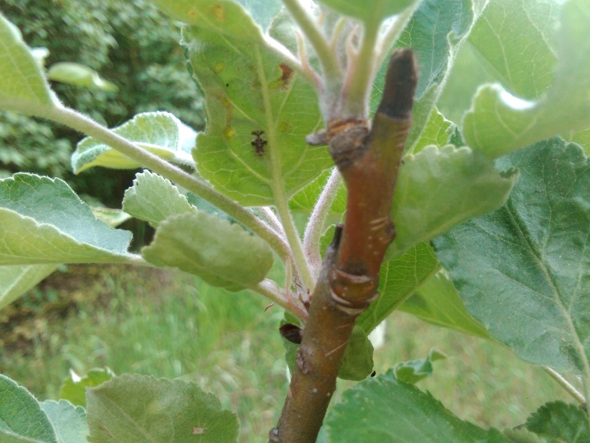 Stephanitis pyri - körte-csipkéspoloska