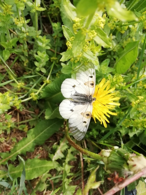 Parnassius mnemosyne - kis apollólepke