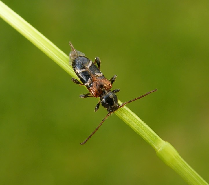 Phymatodes alni - apró háncscincér Phymatodes alni - apró háncscincér