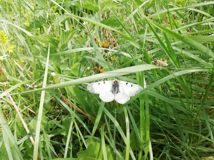 Parnassius mnemosyne - kis apollólepke