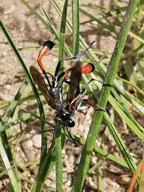 Ammophila heydeni - vöröslábú hernyóölődarázs