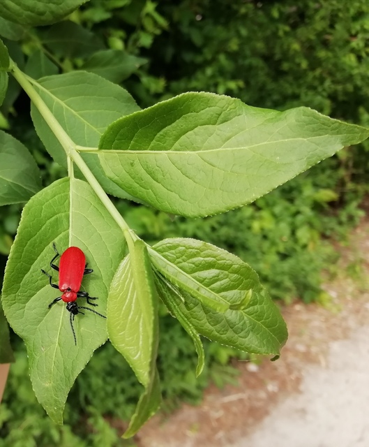 Pyrochroa coccinea - nagy bíborbogár