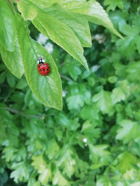 Harmonia axyridis - harlekinkatica