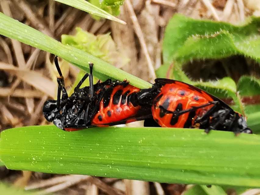 Cercopis