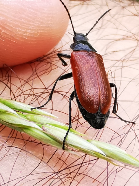 Omophlus proteus - közönséges pejbogár Omophlus proteus - közönséges pejbogár