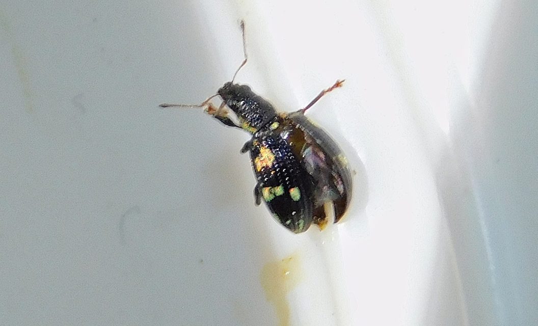 Polydrusus picus - pikkelyfoltos lombormányos