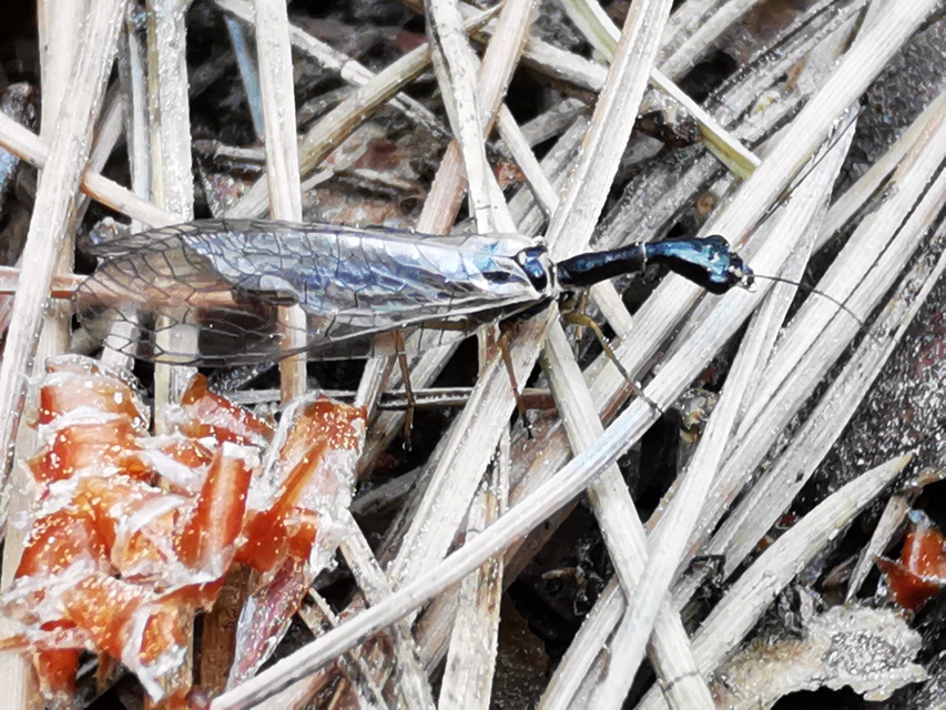 Raphidioptera - Tevenyakú-fátyolkák