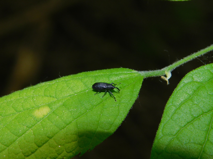 Magdalis linearis - egyenesvállú magdolnaormányos