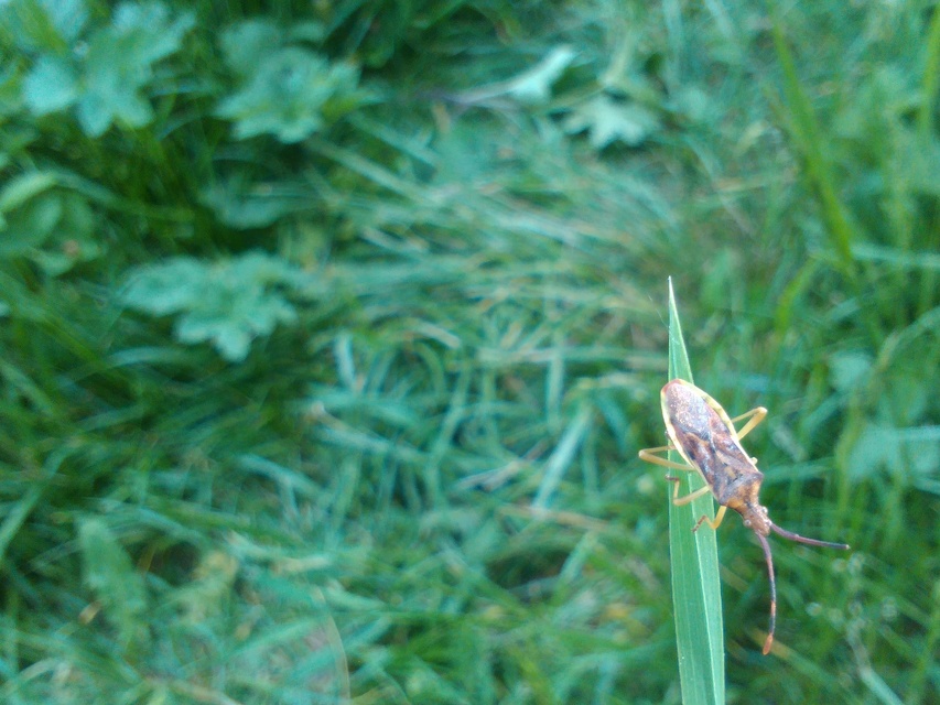 Gonocerus juniperi - boróka-karimáspoloska