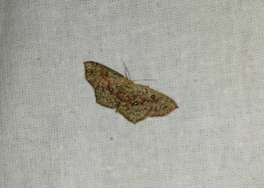 Cyclophora pendularia - fűzfa-pettyesaraszoló