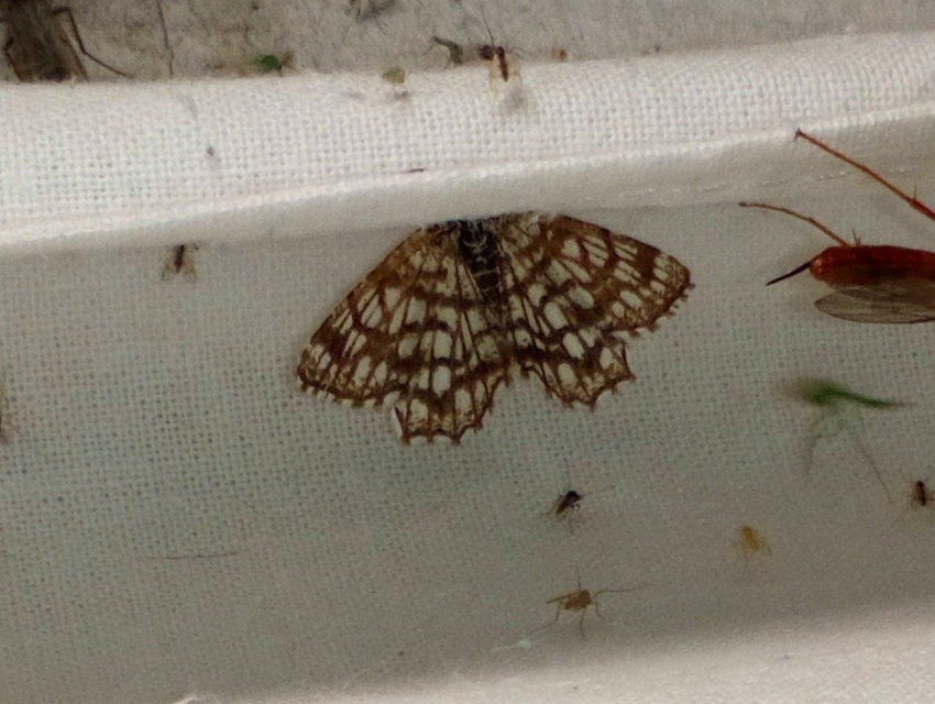 Chiasmia clathrata - rácsos rétiaraszoló