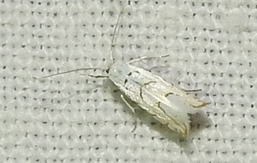 Phyllonorycter abrasella - cseraknázó sátorosmoly