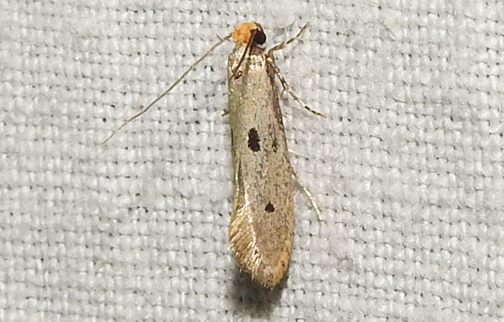 Tinea trinotella - hárompettyes fészekmoly