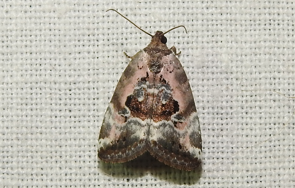 Hapalotis venustula - rózsaszínű mázasbagoly