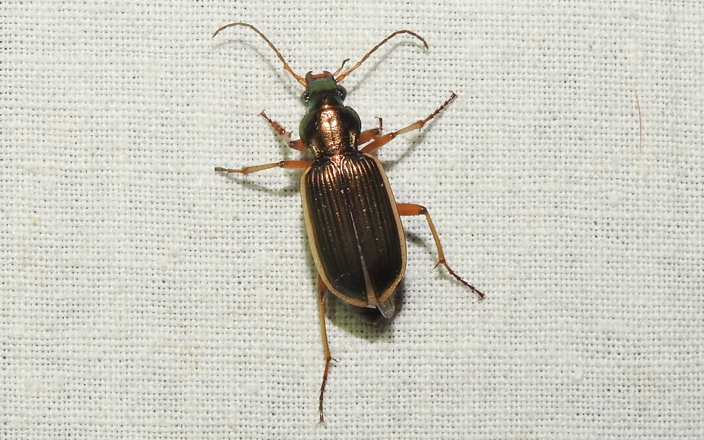 Chlaenius spoliatus - csupasz bűzfutó