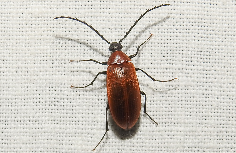 Pseudocistela ceramboides - narancssárga alkonybogár