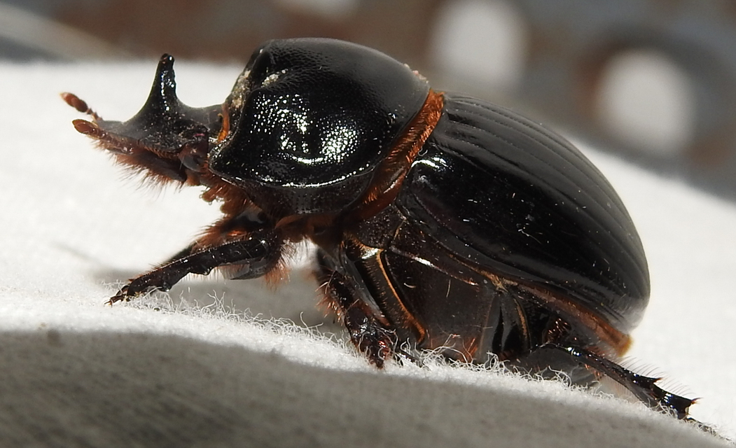 Copris lunaris - közönséges holdszarvú-ganéjtúró