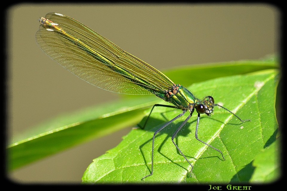 Calopteryx splendens - sávos szitakötő