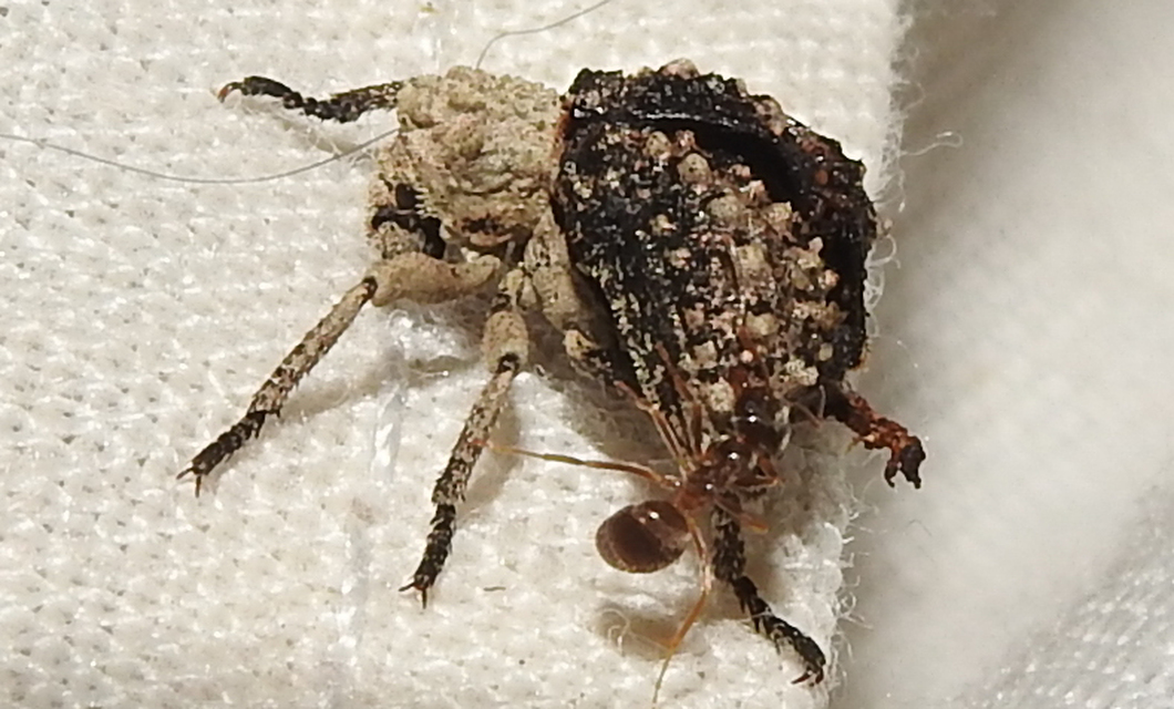Herpes porcellus - bütyköshátú ormányos