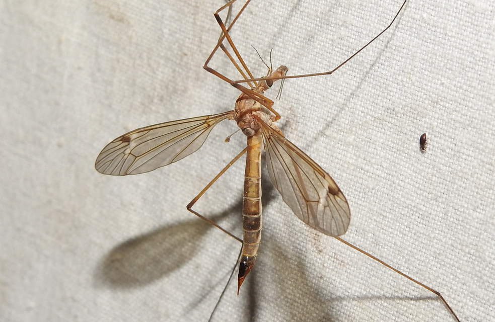 Tipula lunata
